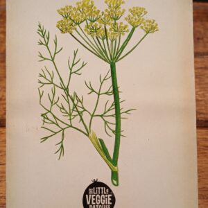 Dill 'Common' Heirloom Seeds