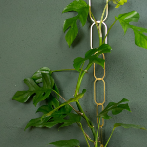 Brass Chain/climbing plant support