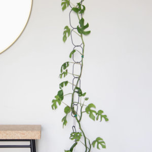 Black Chain/climbing plant support