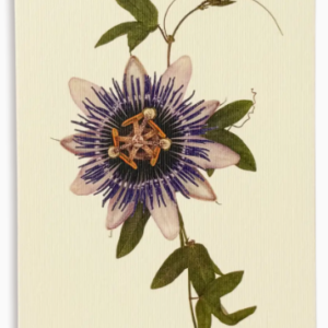 Cards-Passion Flower