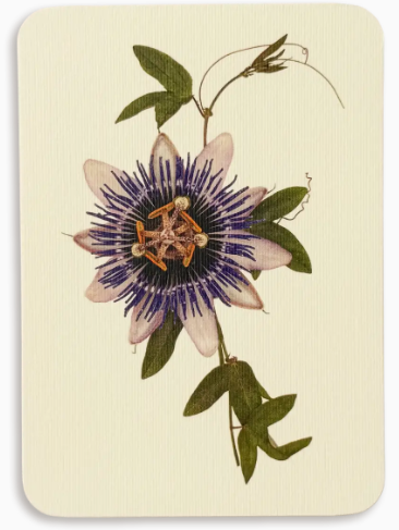 Cards-Passion Flower
