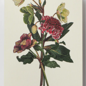 Cards-Posy of Hellebore & Scabiosa
