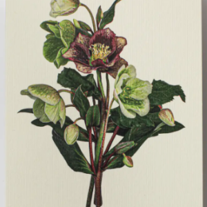 Cards-Posy of Hellebore